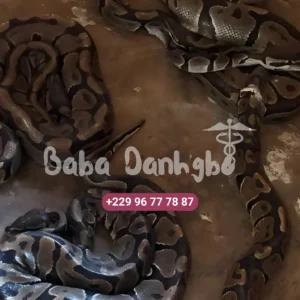 Les secrets du Serpent Mystique de Richesse révélés par Baba Danhgbo", "Comment le Serpent Mystique de Richesse génère 20 millions FCFA